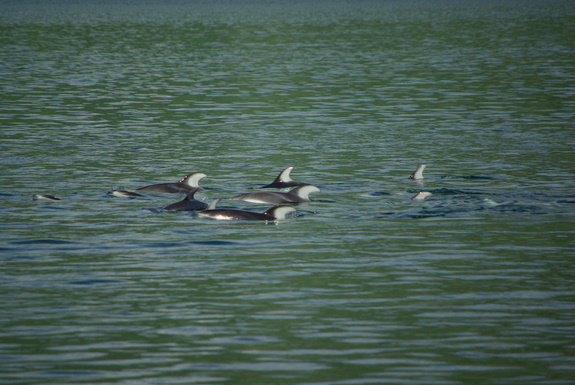 Porpoises at Boughey Bay