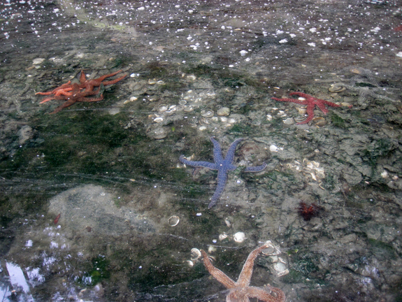 Waddington Bay Starfish